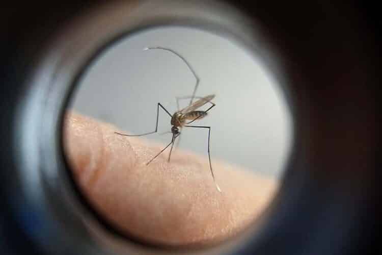 Boletim semanal da dengue registra 18.306 novos casos e 15 óbitos no Paraná