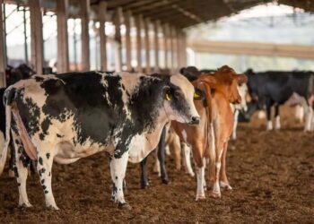 Receita investiga sonegação de quase R$ 1 bilhão em venda de gado