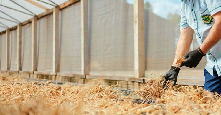 Ginseng de Querência do Norte protocola pedido  de reconhecimento com Indicação Geográfica