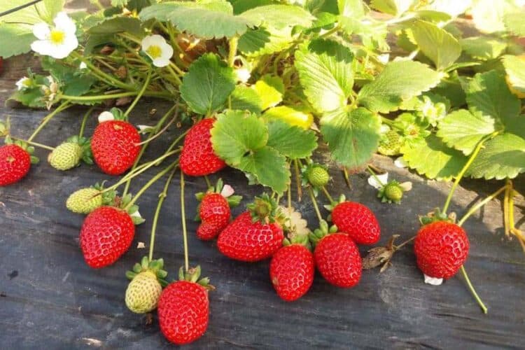 Boletim analisa variação de preços  das frutas vendidas no Paraná