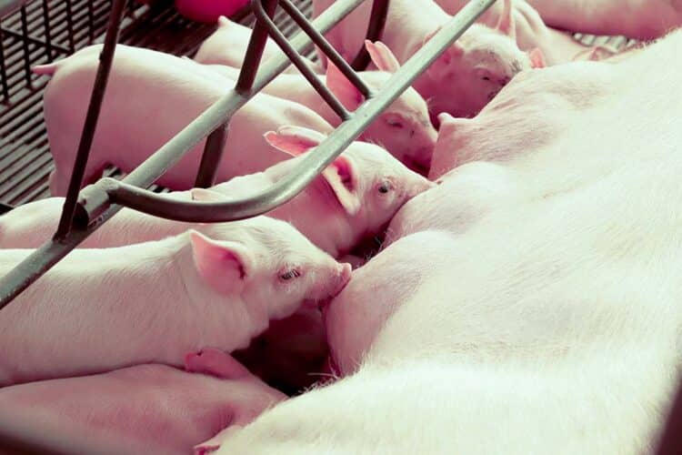 Boletim Agropecuário traz importação de pelos  suínos e aumento dos produtos da pizza