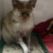 Gata resgatada em incêndio no Jardim Ouro Branco sofreu queimaduras e segue em recuperação