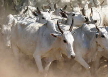 Boi: mercado encerra julho com negócios estáveis