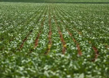 Preços da soja caíram no litoral e interior do Paraná