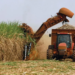Conab estima produção de cana-de-açúcar em 689,8 milhões na safra 2024/2025