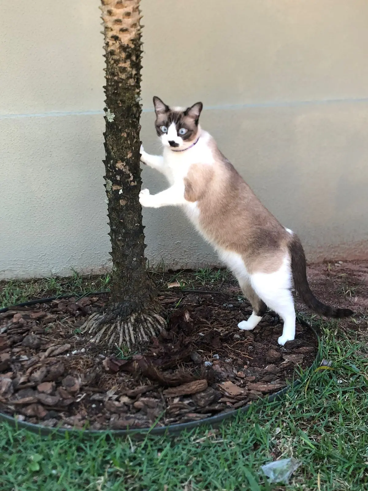 Gata está desaparecida em Paranavaí