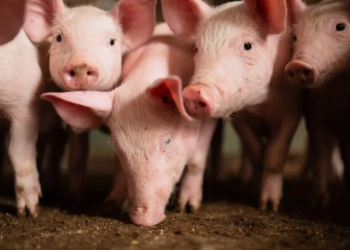 Levantamentos do Cepea mostram que os preços médios mensais do suíno vivo e da carne estão em alta há três meses seguidos.