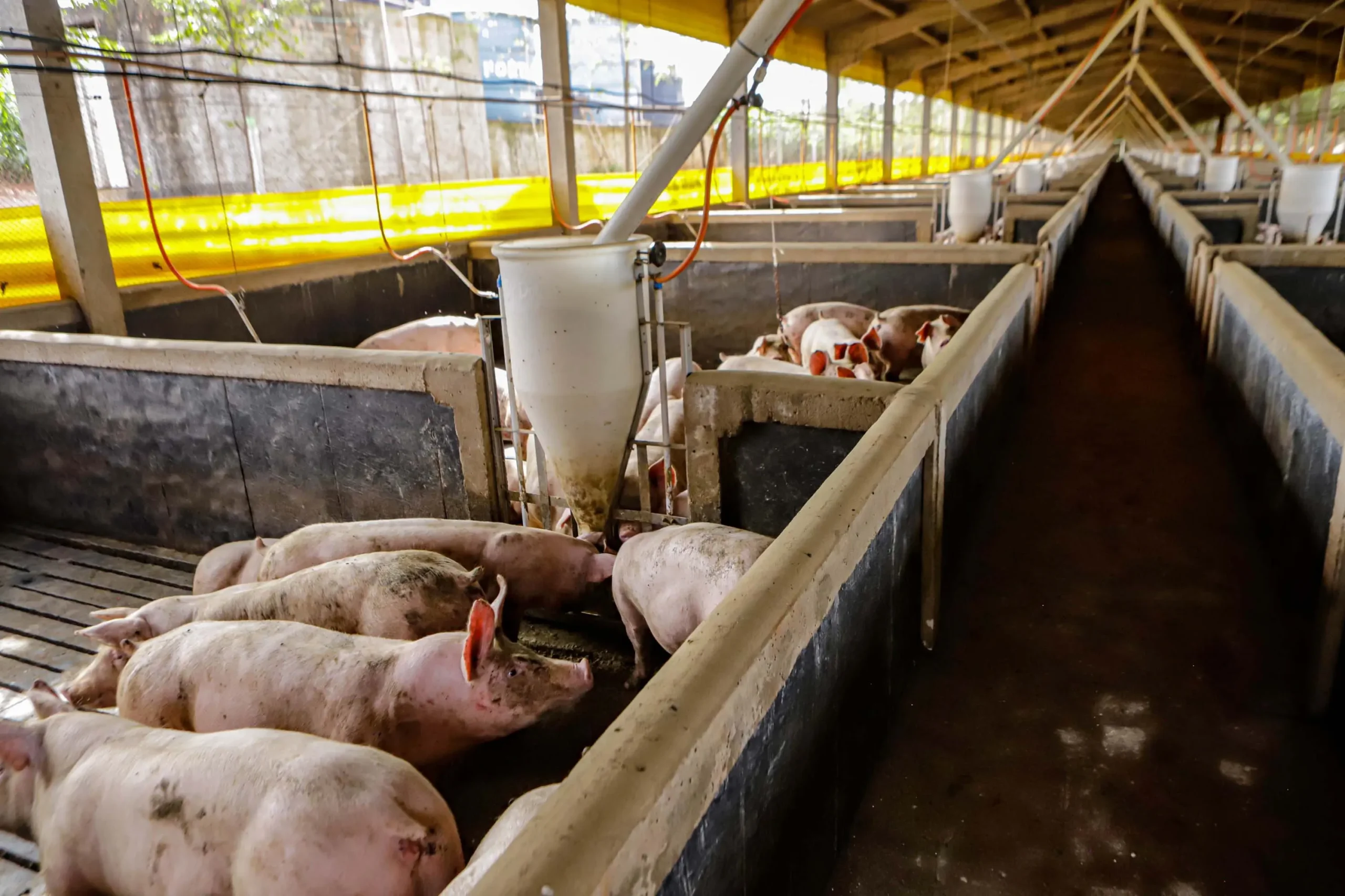 Produção de biogás a partir da suinocultura gera renda extra para produtores do Paraná