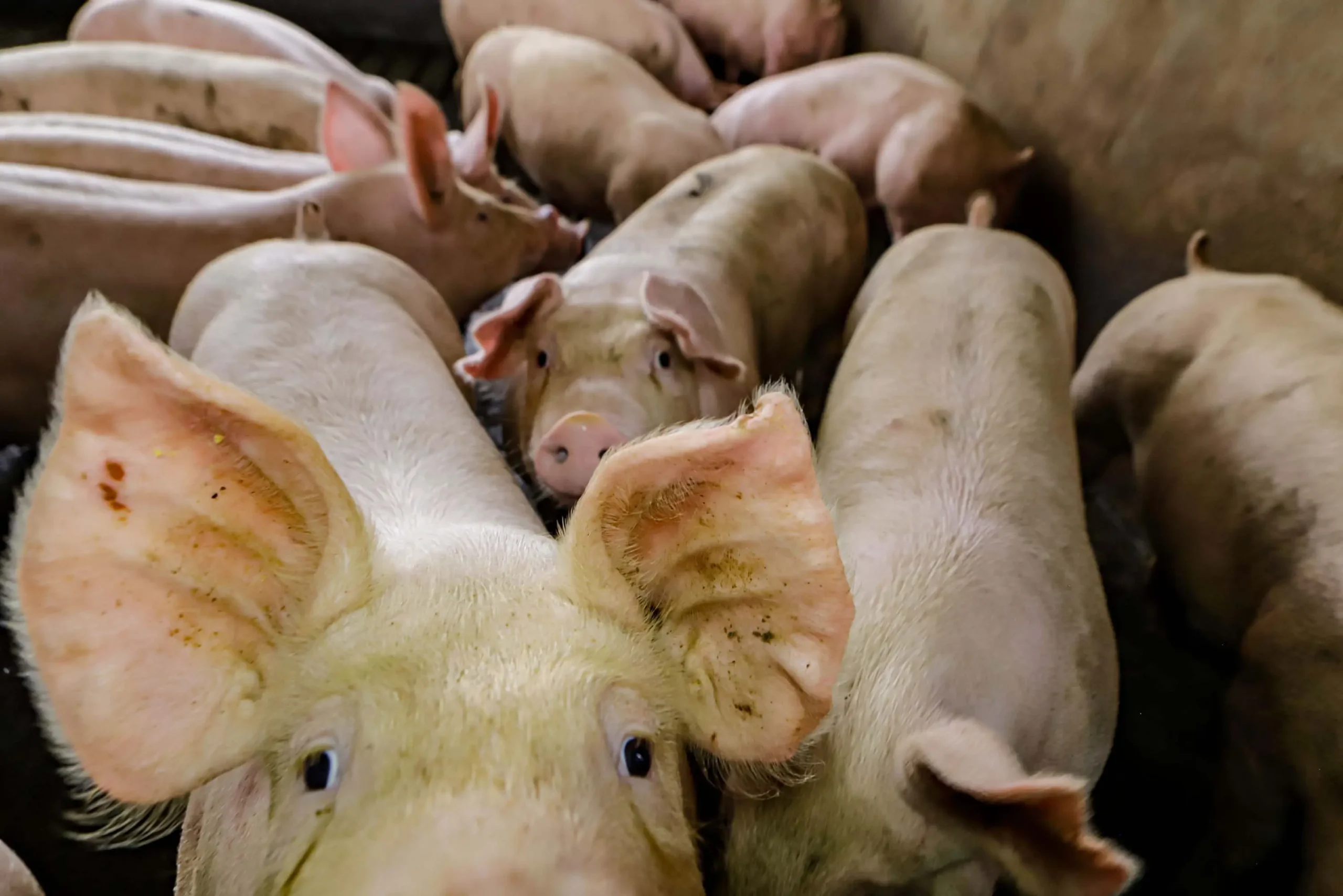 Produção de biogás a partir da suinocultura gera renda extra para produtores do Paraná