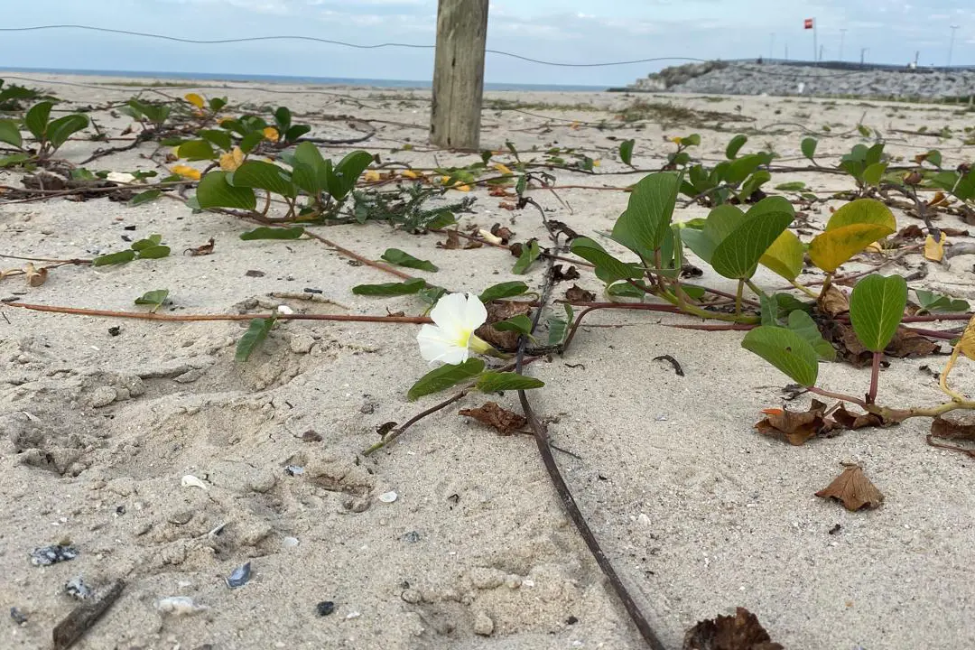 Recuperação da restinga na orla de Matinhos ajuda a manter biodiversidade do ecossistema