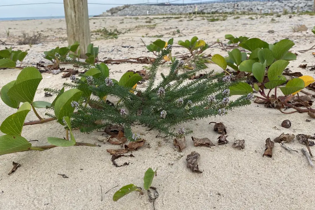 Recuperação da restinga na orla de Matinhos ajuda a manter biodiversidade do ecossistema