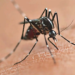 Boletim semanal da dengue confirma 278 novos casos da doença no Paraná