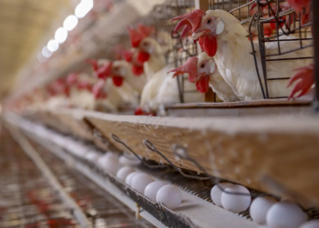 Produção paranaense de frangos, suínos, ovos e leite cresce acima da média nacional