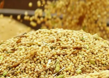 Brasil deve embarcar até 5,514 milhões de toneladas da soja em setembro