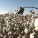 Algodão: câmara setorial estima aumento da área na temporada 2024/25