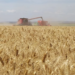Deral corrige: prejuízo com quebra da safra de trigo do PR é de R$ 1,3 bi
