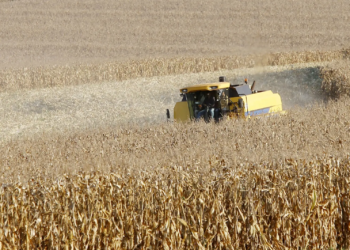 Produtores de milho do Paraná têm melhor remuneração em outubro, aponta boletim do Deral