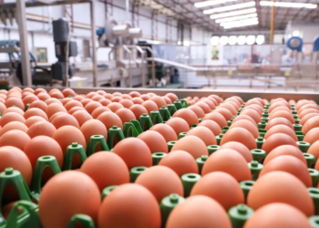 47 países: exportação de ovos do Paraná cresce 31,8% de janeiro a setembro