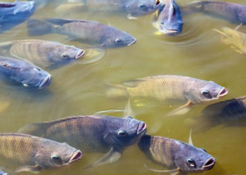 Cooperativa de Alto Paraná inaugura frigorífico de peixes e recebe certificação do Cica