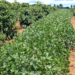 Café: chuvas em outubro garantem abertura de floradas