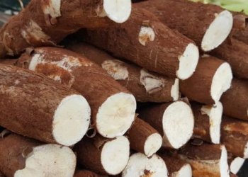 Mandioca: média de preços em outubro é a maior em 14 meses