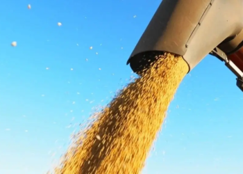 Soja: preços encerram outubro próximos da estabilidade