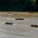 Nova fase do Rio Vivo começa com a soltura de 100 mil peixes no Rio Ivaí, no Noroeste
