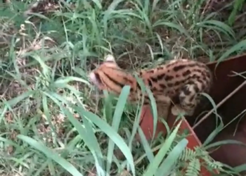 Jaguatirica é capturada no quintal de casa em Nova Esperança