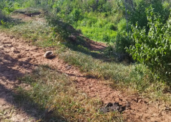 Homem é multado em R$ 10 mil por atividade agrícola em Área de Preservação Ambiental em Santa Isabel do Ivaí