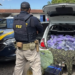 Homem é preso pela PRF com 152 quilos de maconha e skank em Nova Esperança