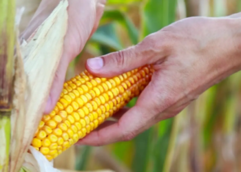 Milho avança em dezembro com preços firmes