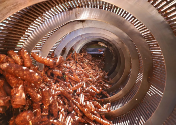 Mandioca: esmagamento cai pela 2ª semana consecutiva