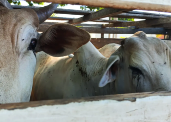 42 cabeças de gado furtadas em Paranapoema são recuperadas pela PM