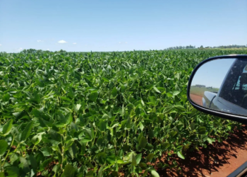 No Paraná, lavouras de soja seguem em boas condições