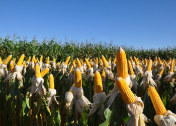 Brasil deve produzir até 128 milhões de toneladas de milho na safra 2024/25