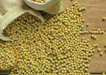 Saca de 60 quilos de soja passou a ser negociada a R$ 135,66, no interior do Paraná