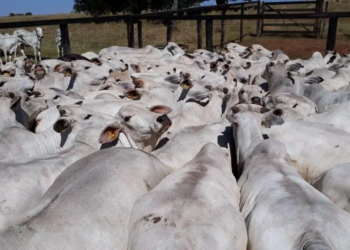 Focos de raiva bovina aumentam no Paraná e se alastram por 45 municípios