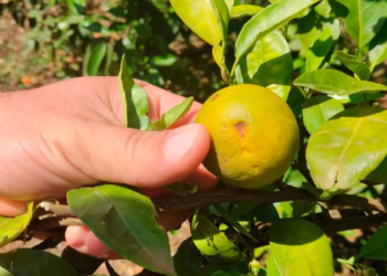 Na luta contra o greening, Paraná erradicou mais de 200 mil plantas no Noroeste