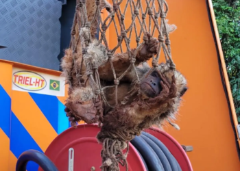 Defesa Civil captura macaco em árvore no Centro de Nova Londrina