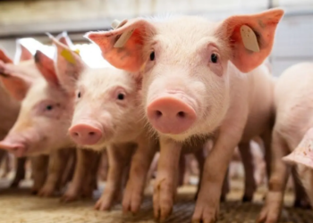 Suínos: Paraná aposta em aumento de exportações e cautela nos custos em 2025