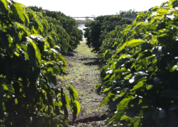 Previsão para a produção brasileira de café indica 51,8 milhões de sacas