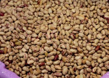 Previsão de safra indica aumento na produção de feijão