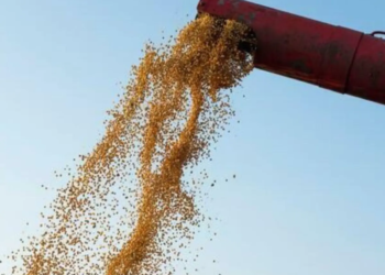Soja segue em alta