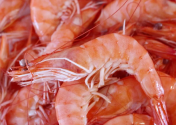 Pesca do camarão está proibida na costa Sul e Sudeste do Brasil