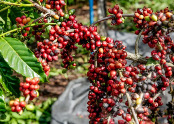Produção de café deve ter queda de 4,4% em 2025, diz Conab