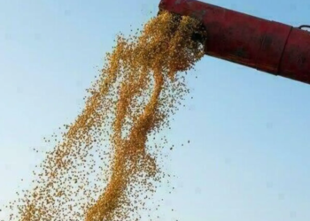 Soja apresenta queda no preço, nesta terça-feira (28)