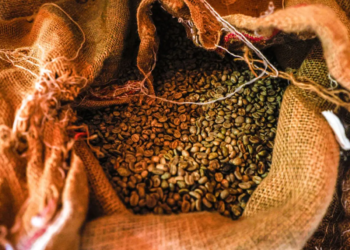 Brasil bate recorde de exportação de café com 50 milhões de sacas em 2024