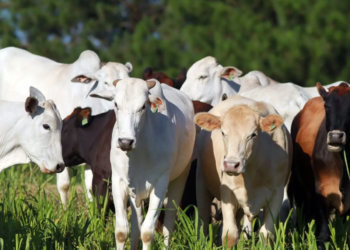 Cenário global beneficiará pecuária brasileira em 2025, diz analista