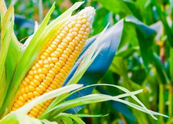 2025 começa com expectativa de crescimento nas safras de verão