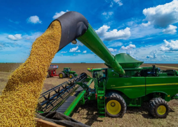 Produção de soja deve aumentar 15,4% em 2025, projeta IBGE